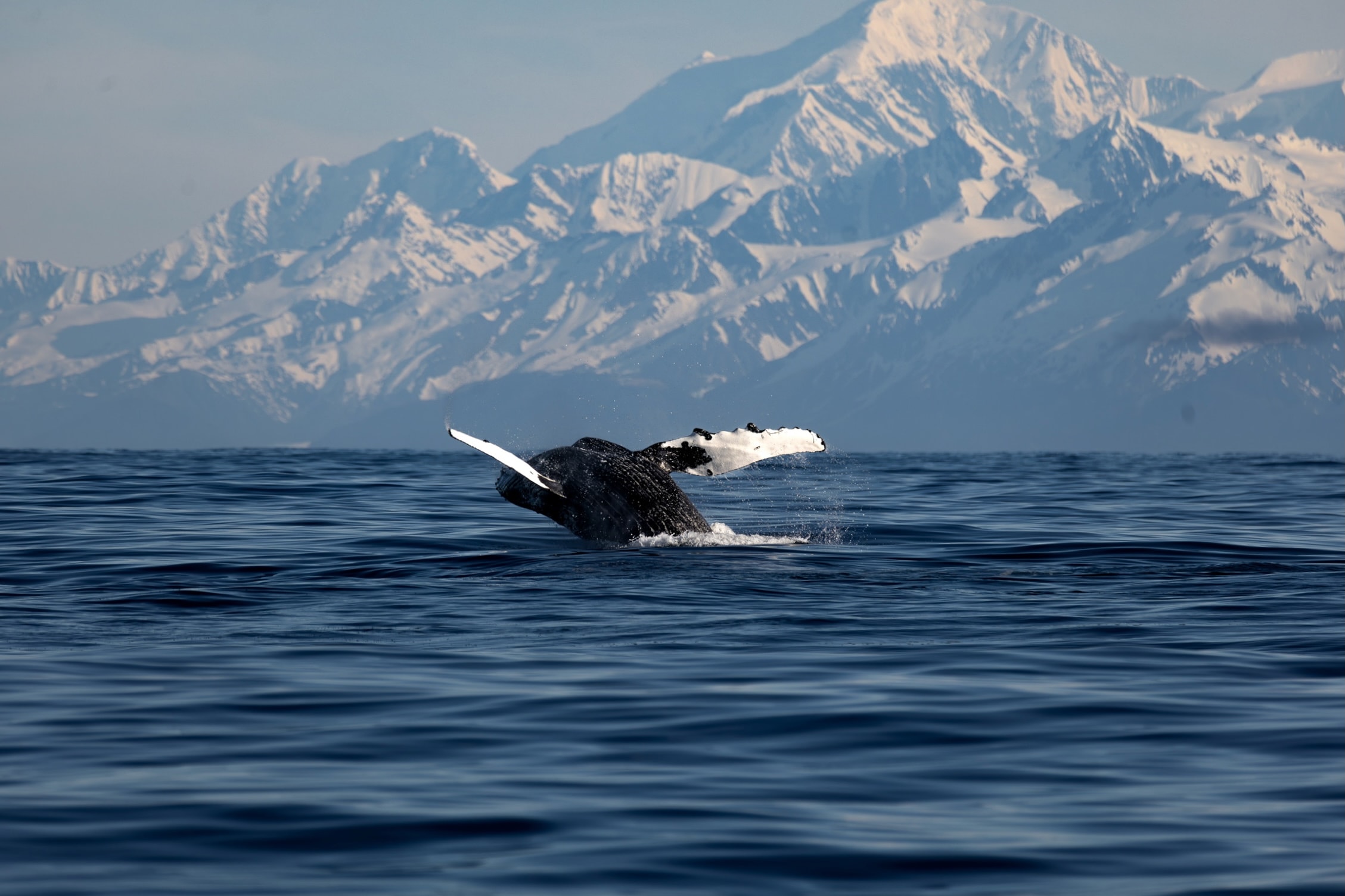 Humpback whale breaching with snow-capped mountains behind