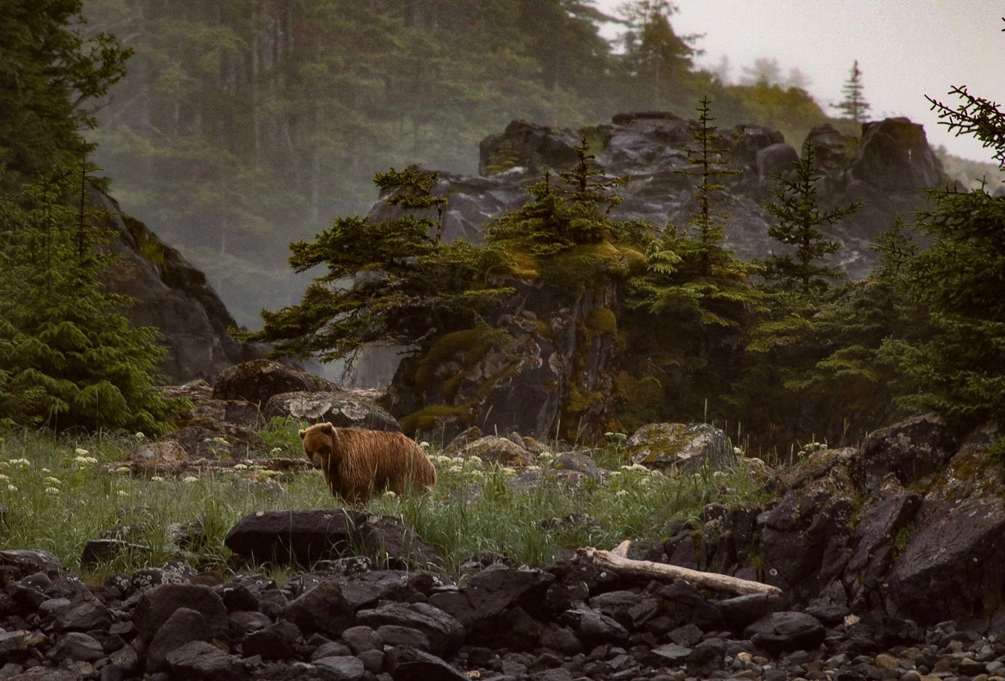 Sitka black-tailed deer swimming in Alaskan coastal waters