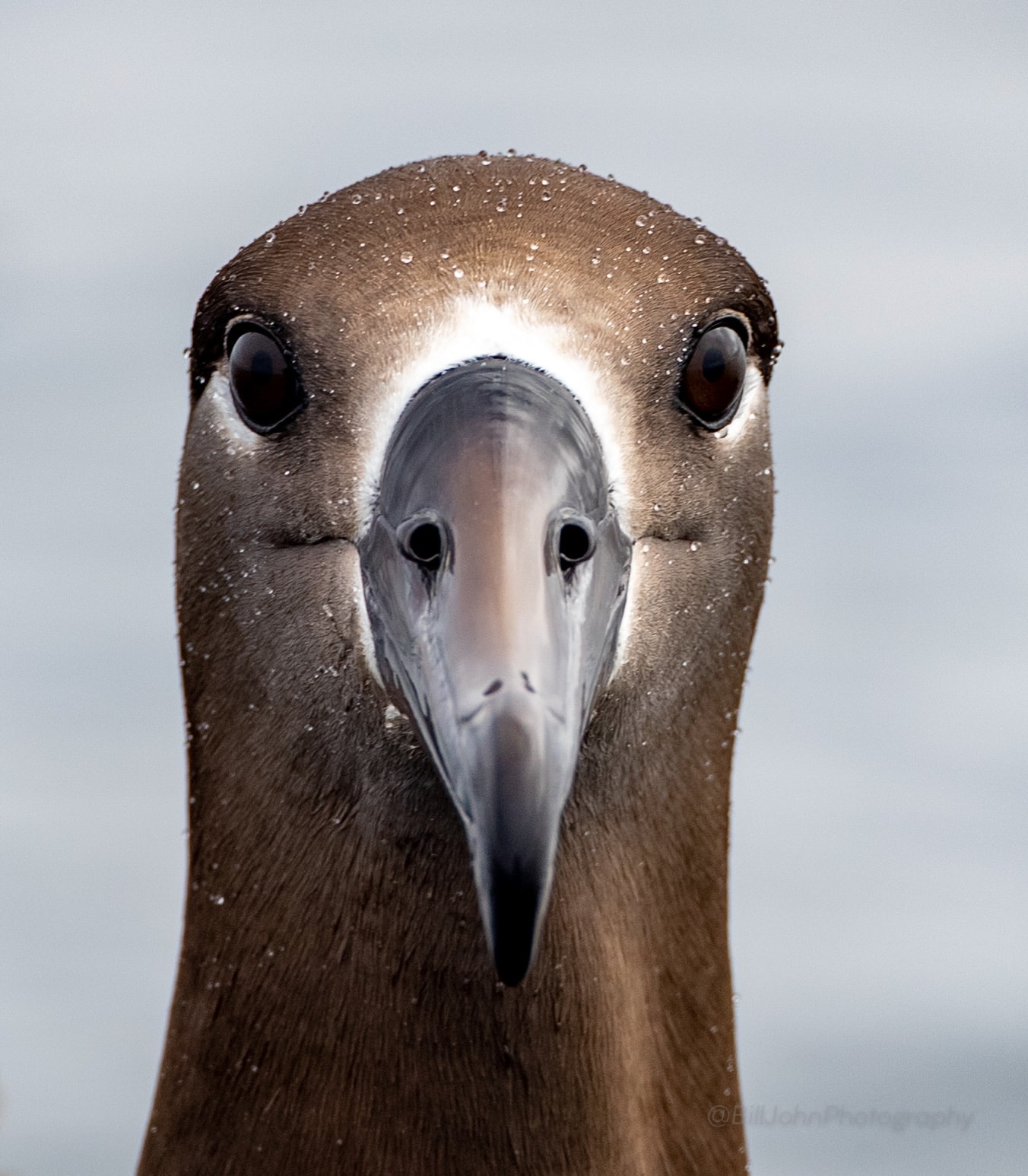 Alaskan seabird staring directly at camera